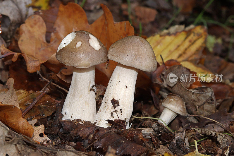 Clitocybe nébuleux - Clouded Agaric (Clitocybe nebularis).